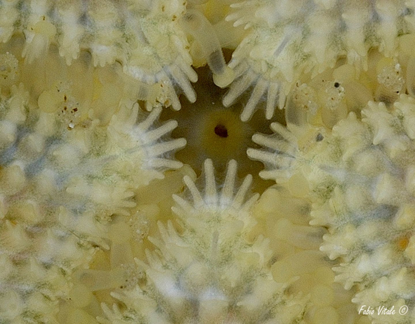 Asterina phylactica (dal versante ionico del Salento)